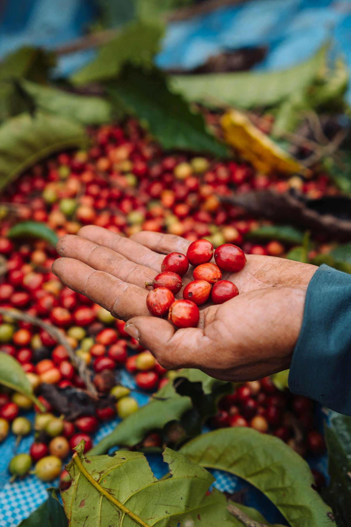 Farmer holding freshly picked coffee cherries at origin in Vietnam