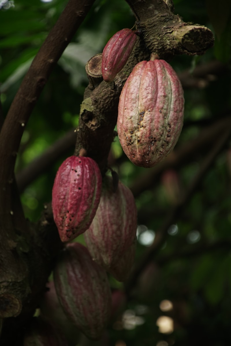 Cacao pods and beans