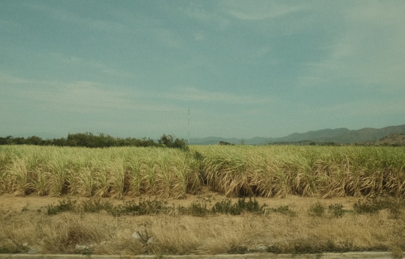 Tall green sugarcane field